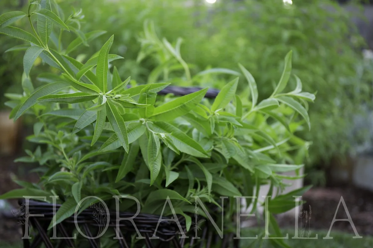 How to Grow Lemon Verbena — Floranella