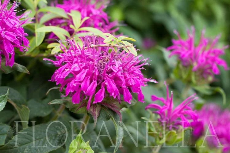 How to Grow Bee Balm (Monarda; a.k.a. bergamot or Oswego tea) — Floranella