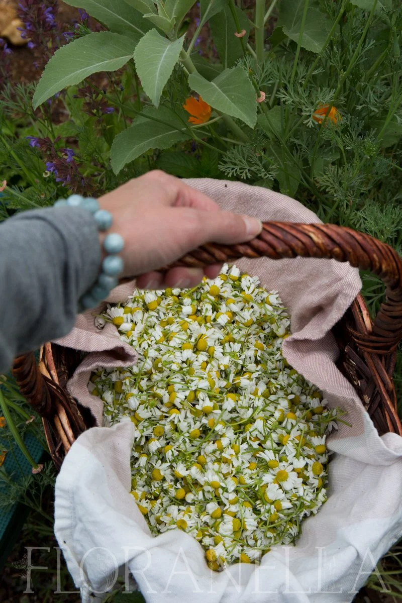 How to Grow Chamomile (German and Roman Types) — Floranella