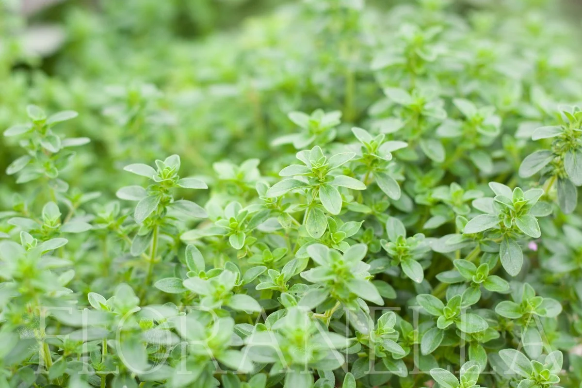 How to Grow Oregano — Floranella