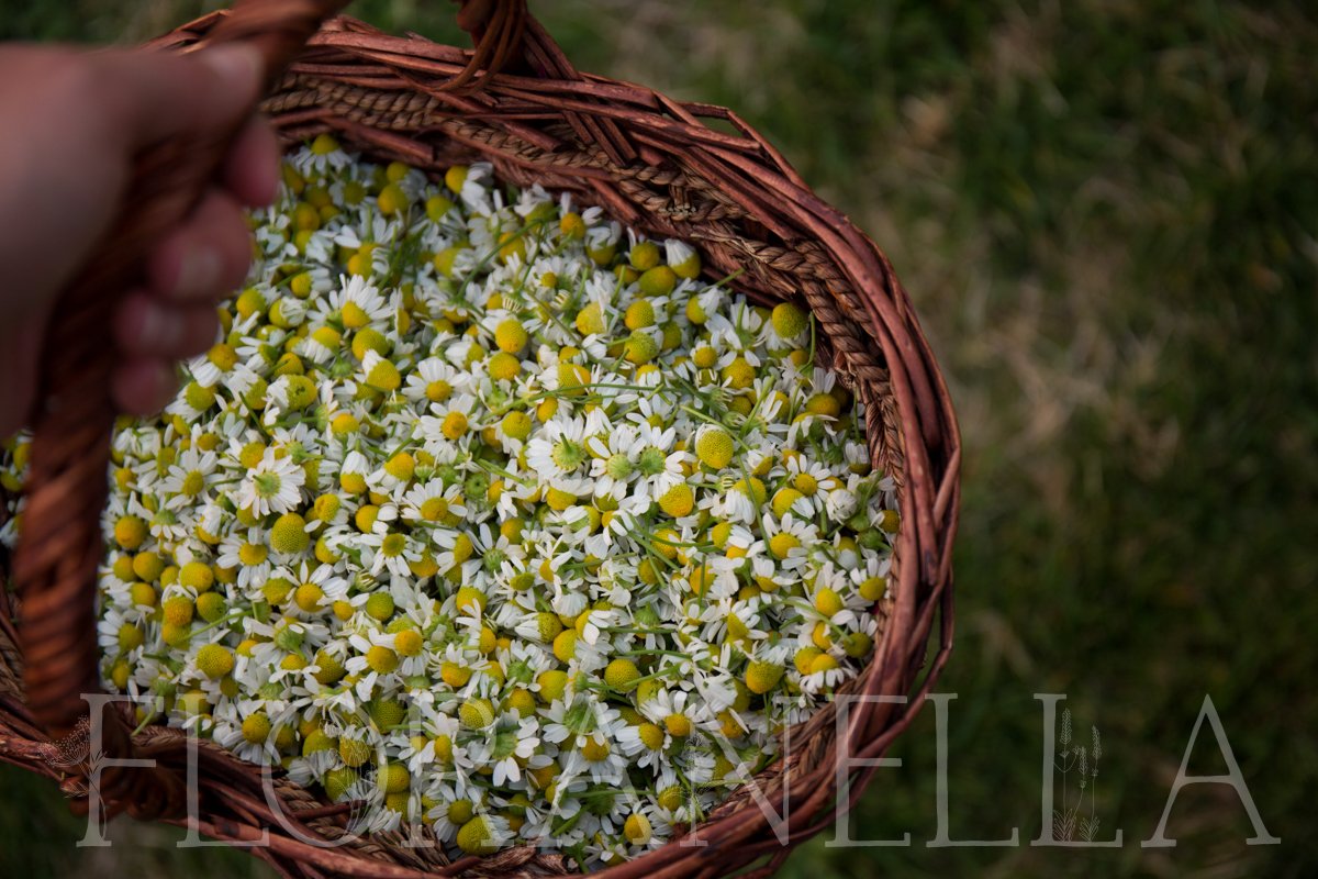 How to Grow Chamomile (German and Roman Types) — Floranella