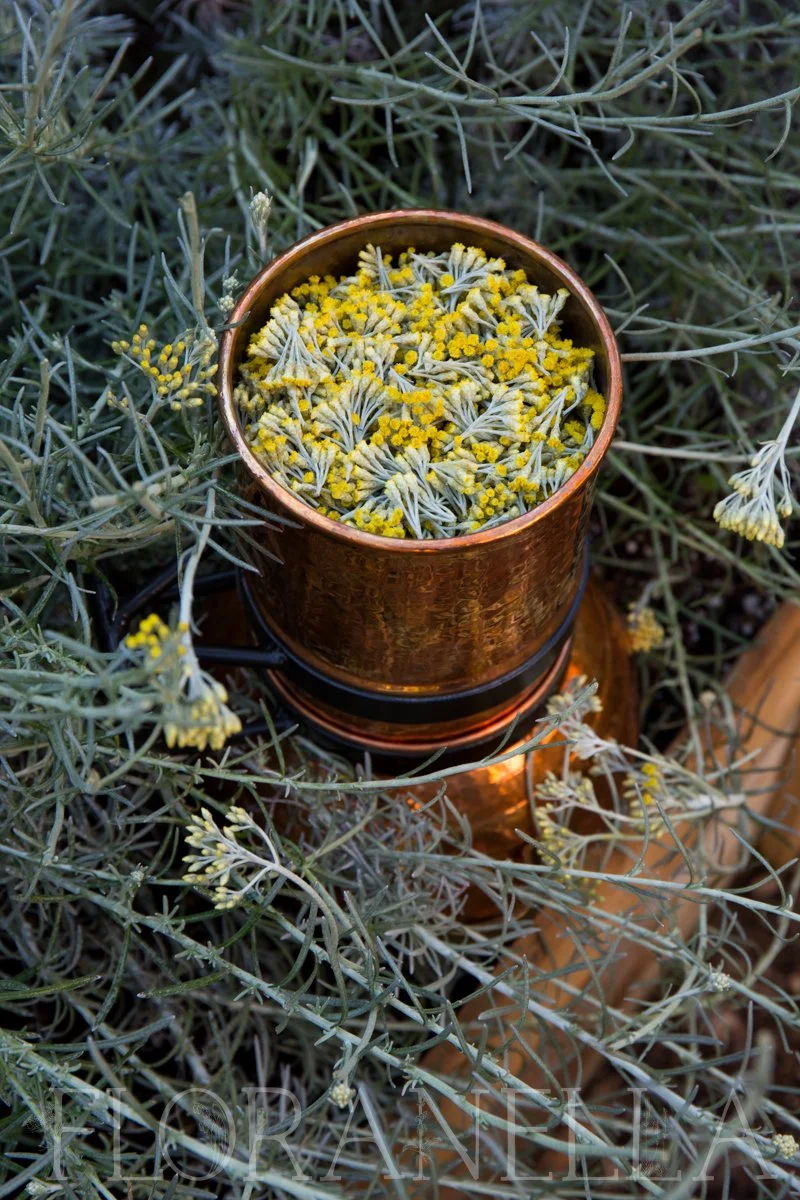 How to Grow Helichrysum — Floranella
