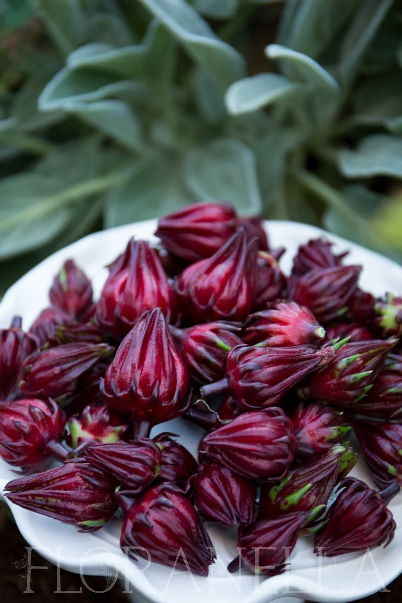 How to Grow Hibiscus (a.k.a. Roselle, Hibiscus sabdariffa) — Floranella