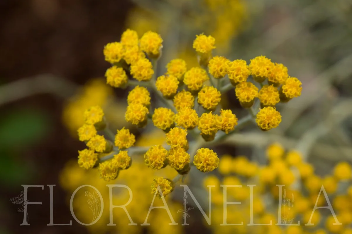 How to Grow Helichrysum — Floranella