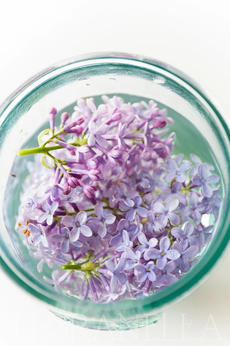 How to Make Lilac Flower Honey — Floranella
