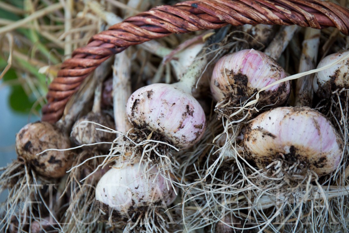 How to Grow Garlic — Floranella
