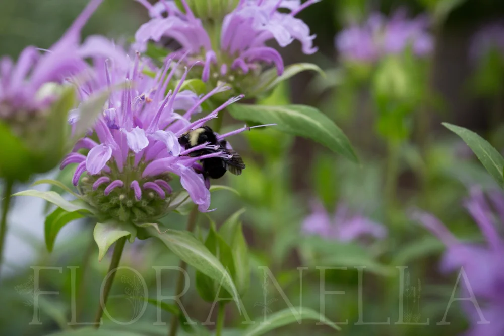 How to Grow Bee Balm (Monarda; a.k.a. bergamot or Oswego tea) — Floranella
