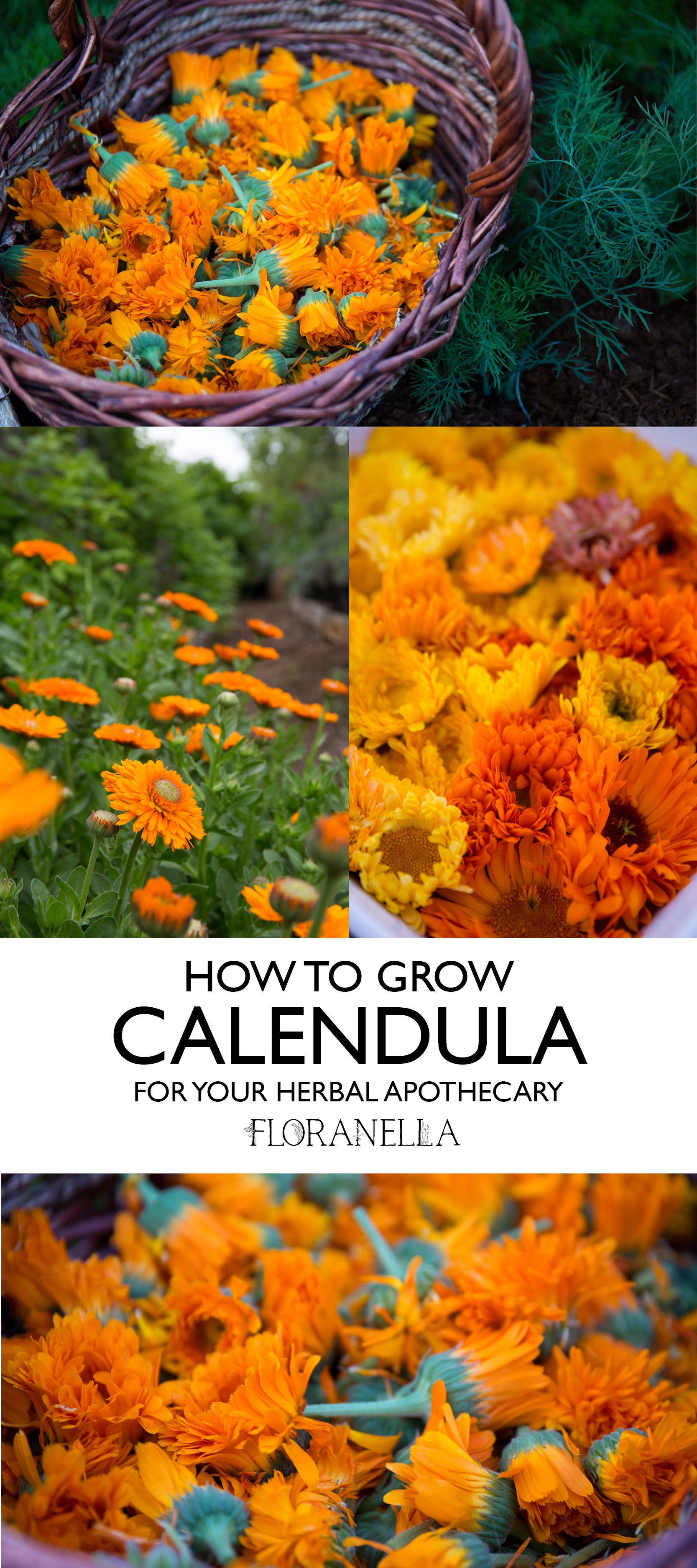 How to Grow and Use Calendula Flowers - MyGardenLife