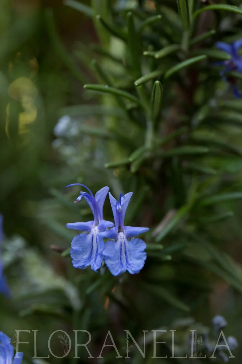 How to Grow Rosemary — Floranella