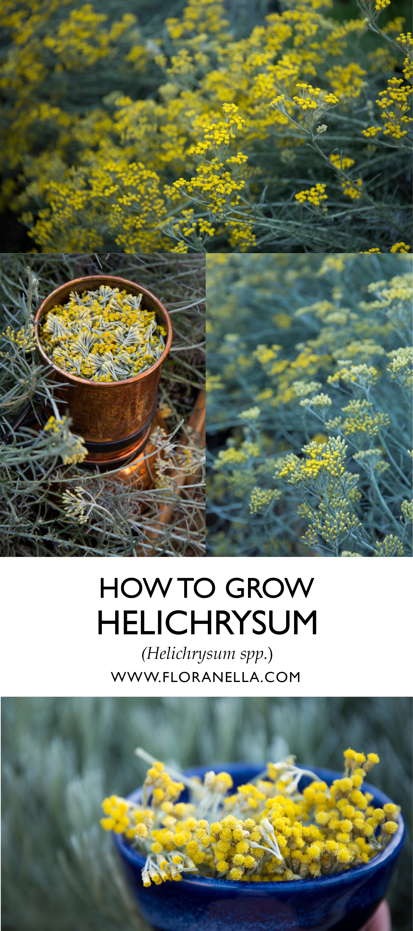 How To Grow Helichrysum Floranella how-to-grow-helichrysum-floranella