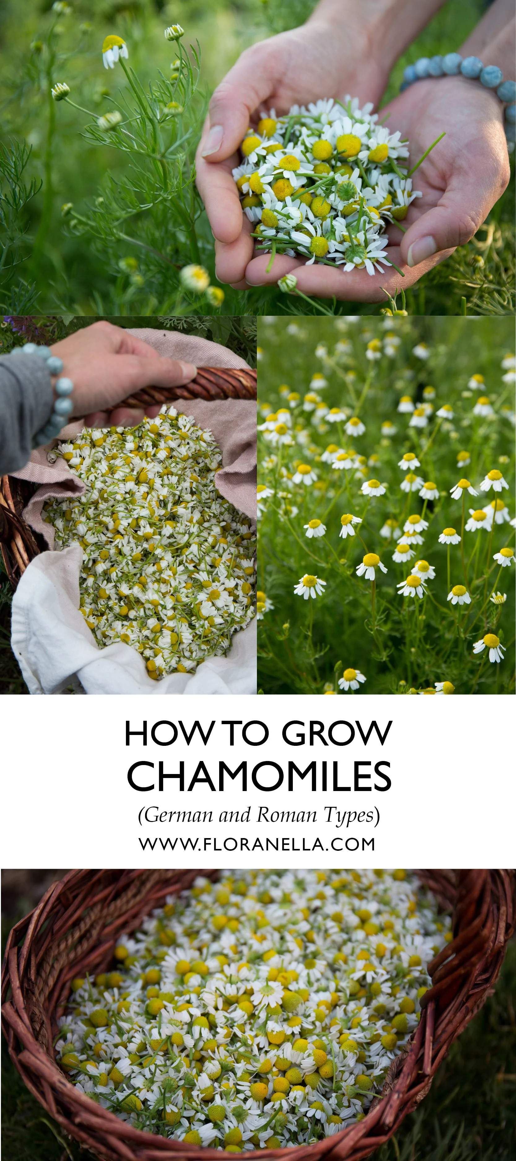 How to Grow Chamomile (German and Roman Types) — Floranella