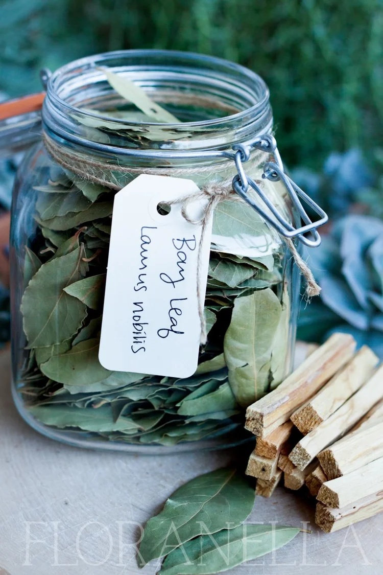 How to Grow Bay Leaf (Bay Laurel) — Floranella