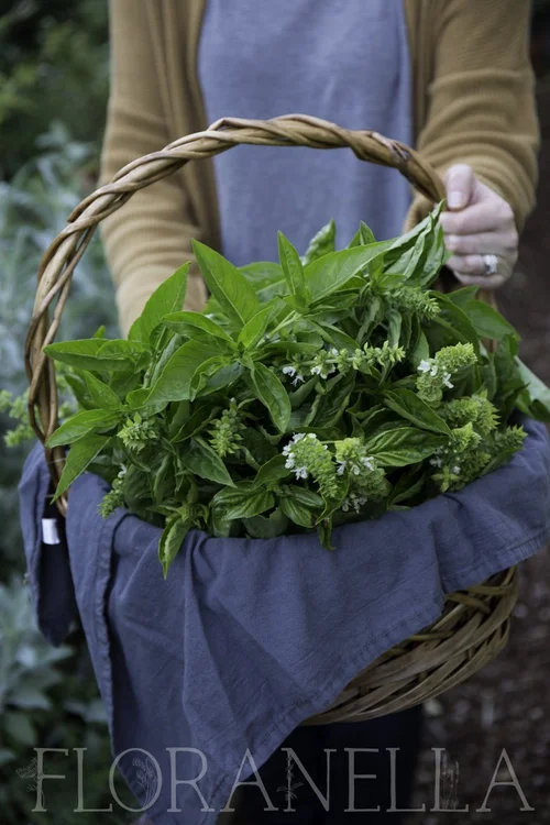 How to Grow Basil — Floranella