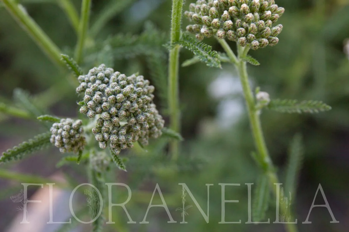 How to Grow Yarrow (Achillea millefolium) — Floranella