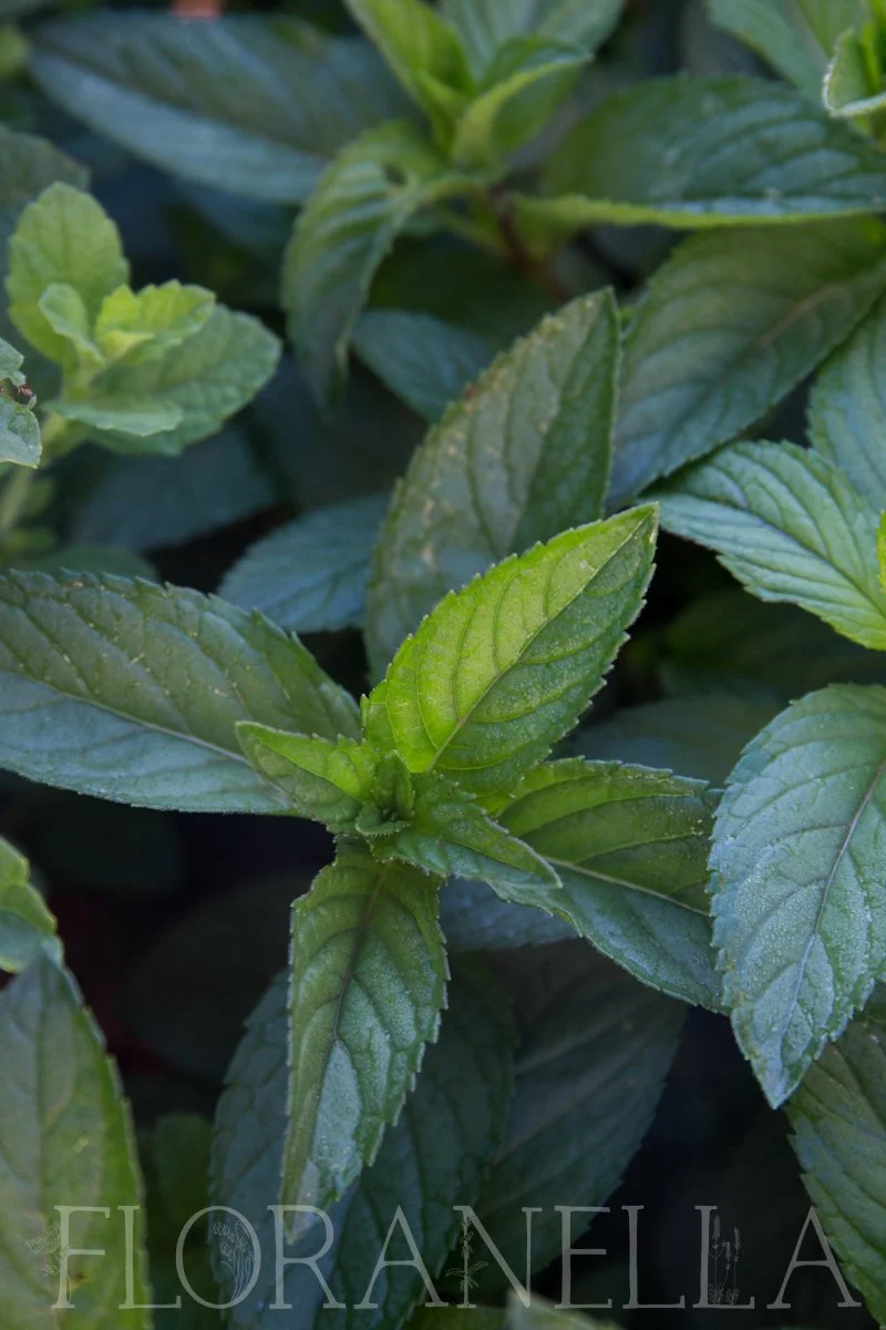 How to Grow Peppermint — Floranella