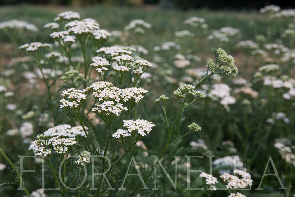 How to Grow Yarrow (Achillea millefolium) — Floranella