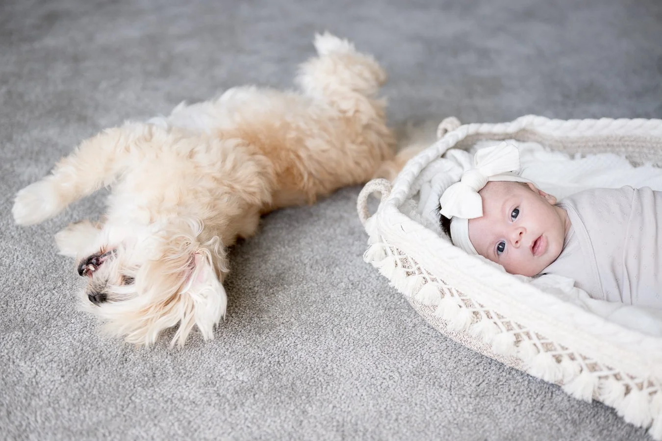 A sleeping puppy lying on its back next to a baby girl lying in a basket, looking at the camera.
