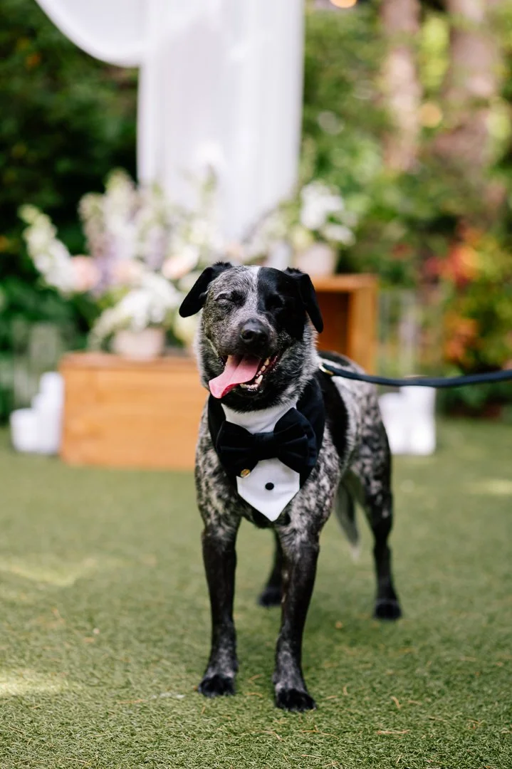 A happy black and white dog wearing a tuxedo collar with a bowtie, standing on green grass with a blurred outdoor background, possibly at a wedding or celebration.