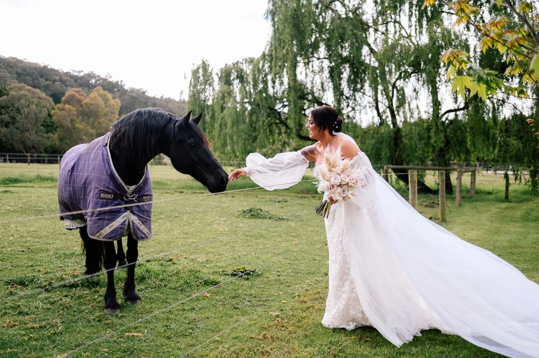 Bride in a wedding dress with a bouquet reaching out to a black horse wearing a purple blanket in a green field with trees and hills in the background.