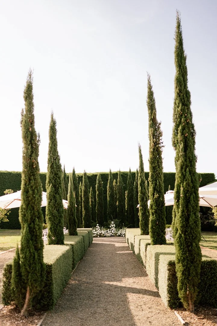 A garden pathway lined with tall, narrow evergreen trees and trimmed bushes, leading to an area with white flowers and umbrellas.