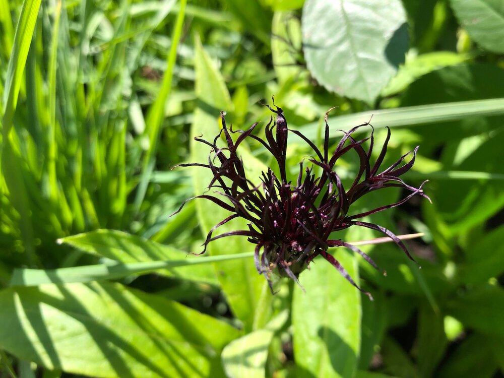 Centaurea montana _Black Sprite_.jpeg