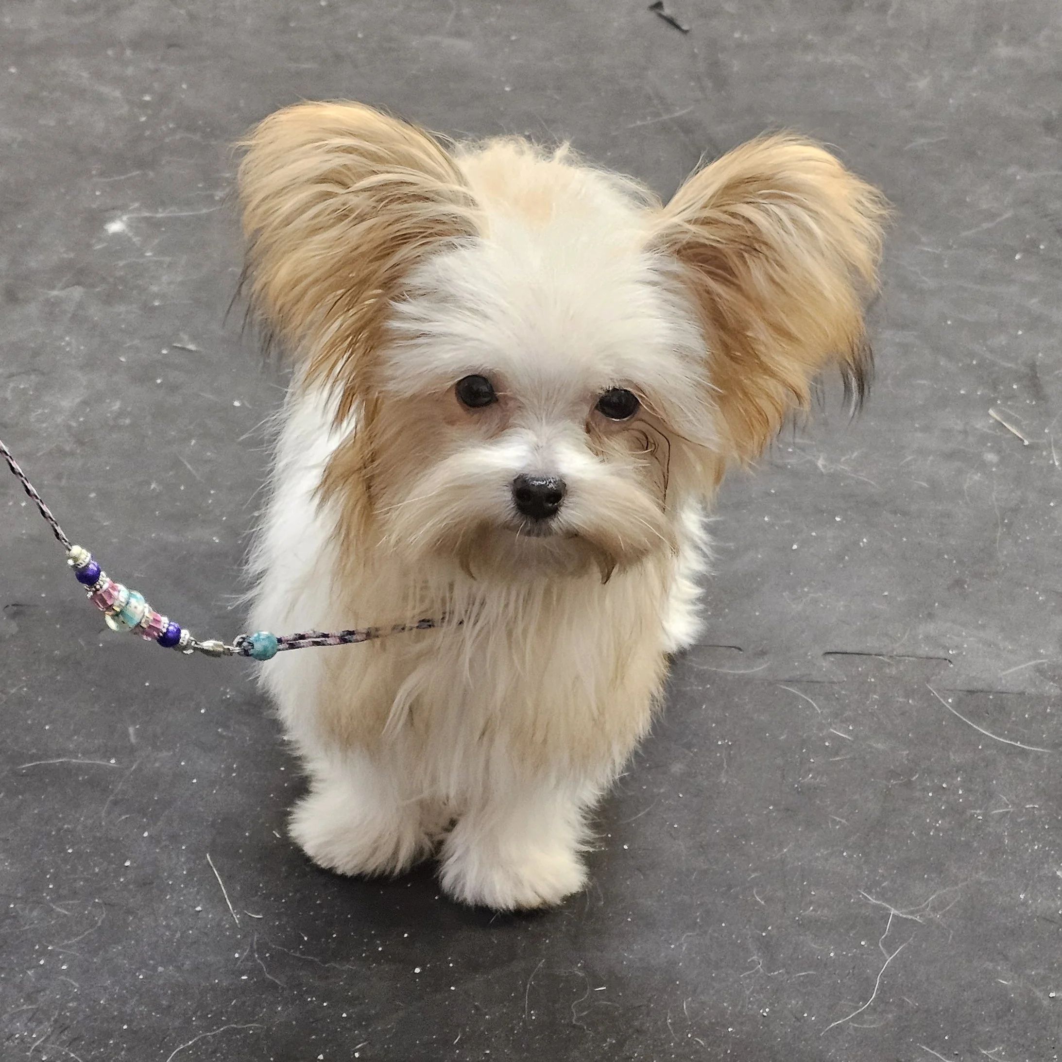 Li'l Angels Stormy