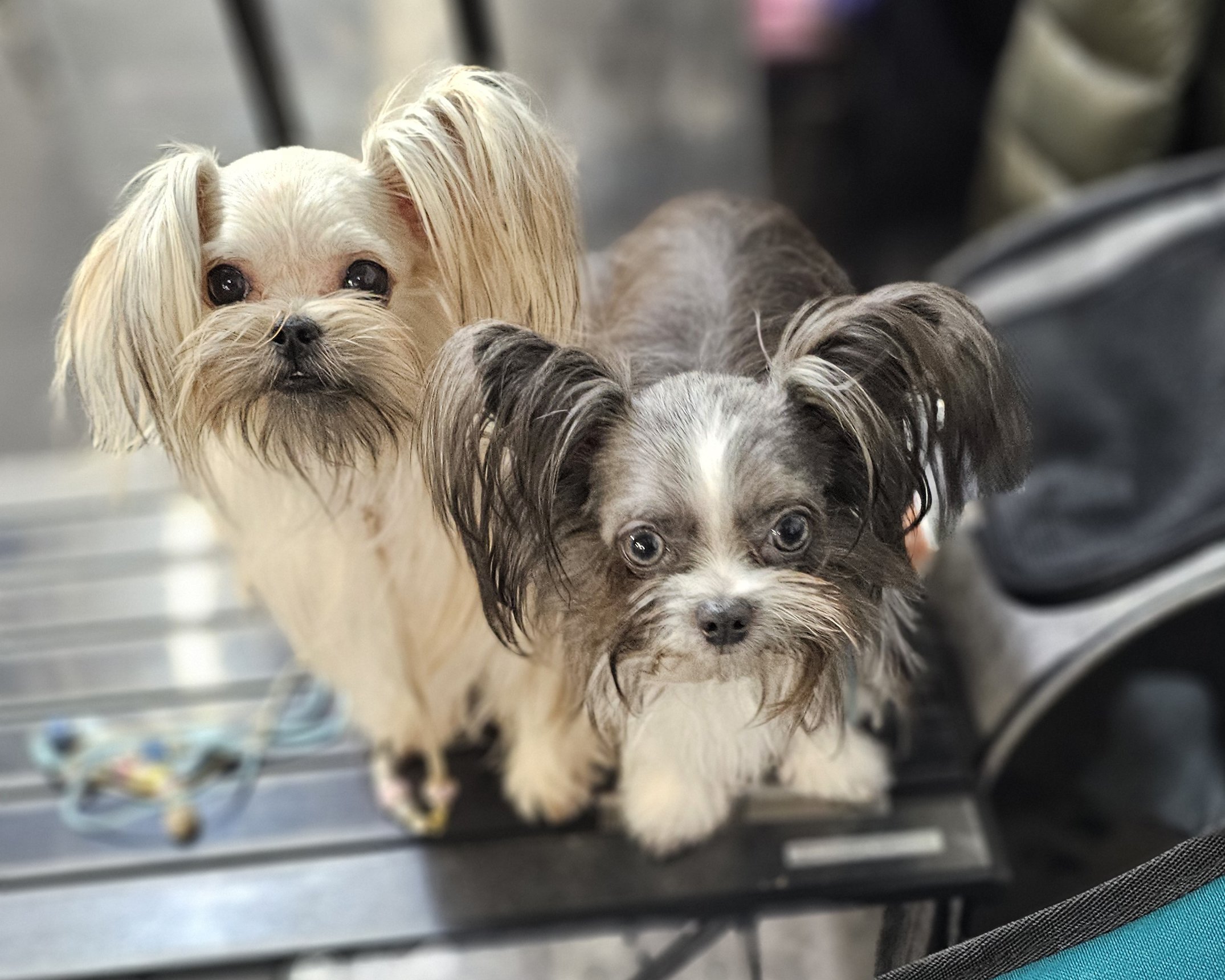 Regalo's Emery & Royal T's Yoshi