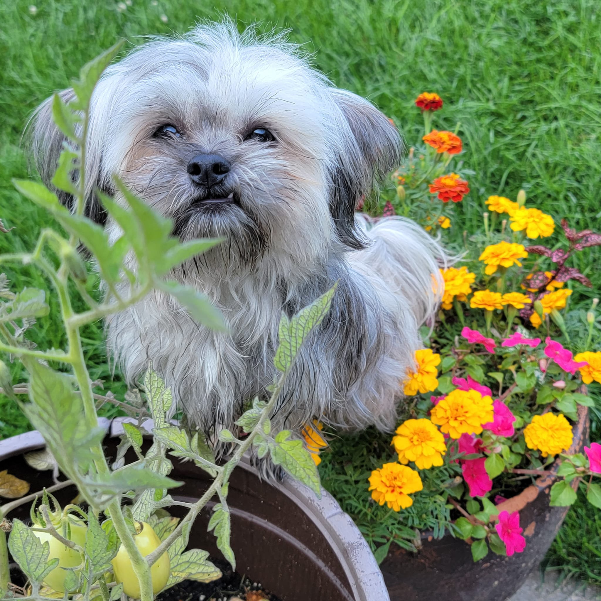 Great_Lakes-Mi-Kis_Bart-Flowers.jpg