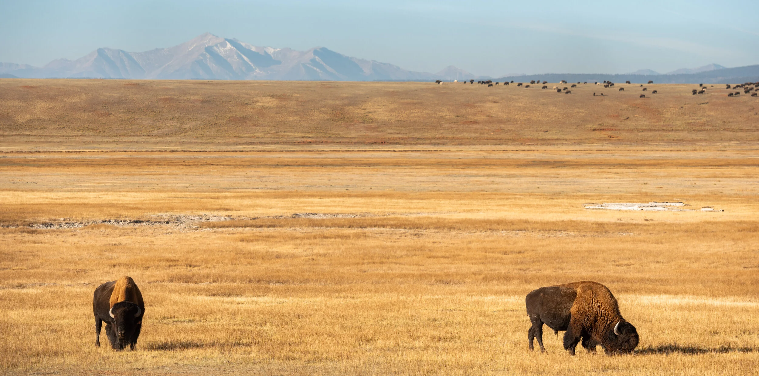 Bison Field