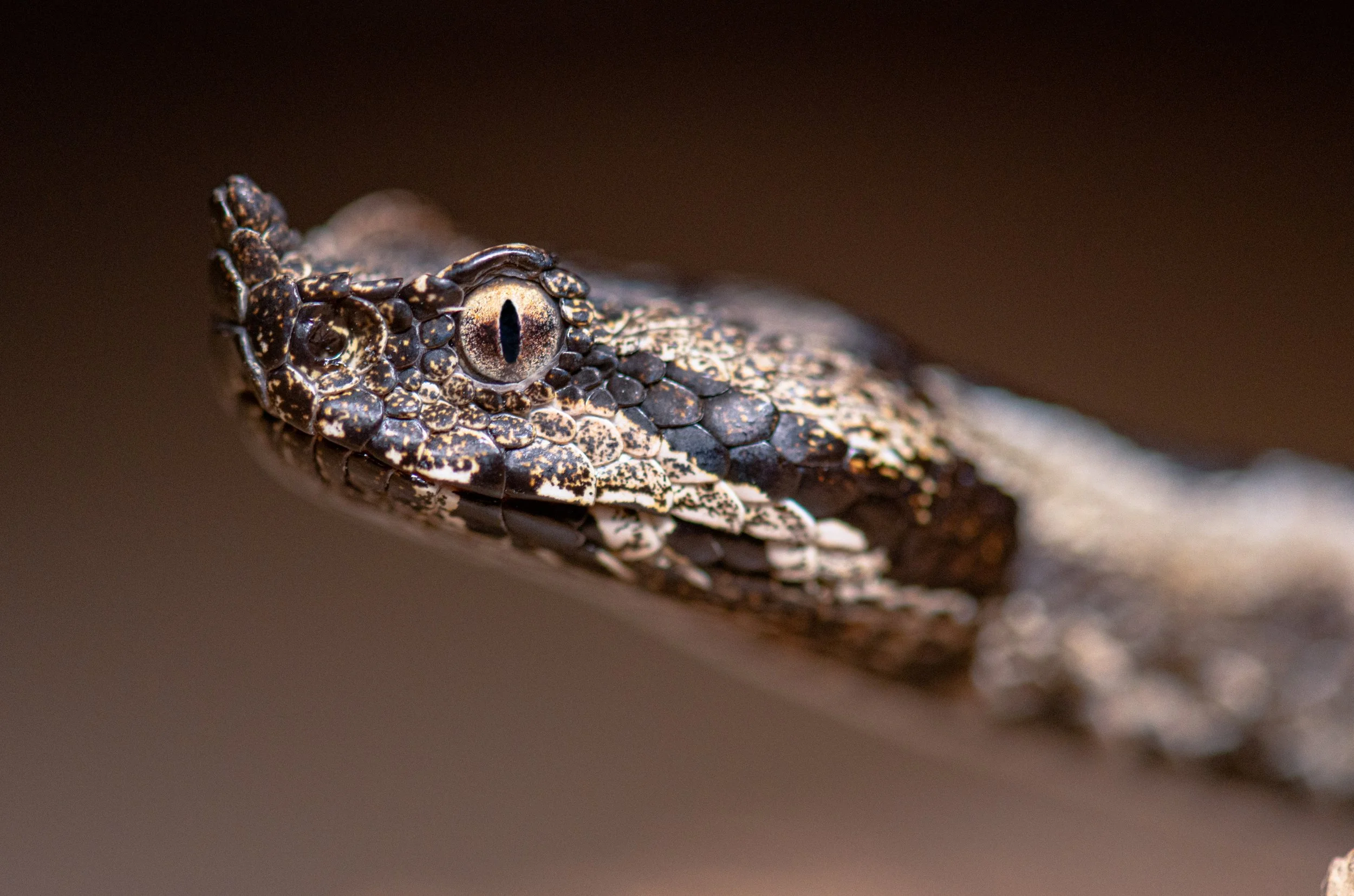 Vipera Ammodytes