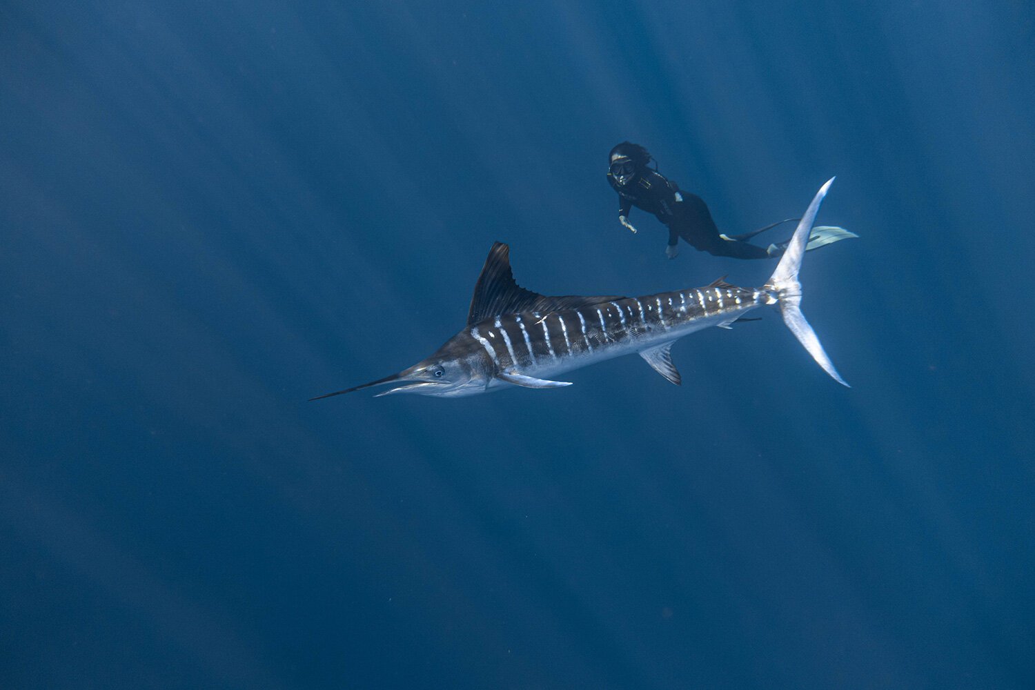 Marlin Expedition: Witness one of Baja’s best-kept secrets