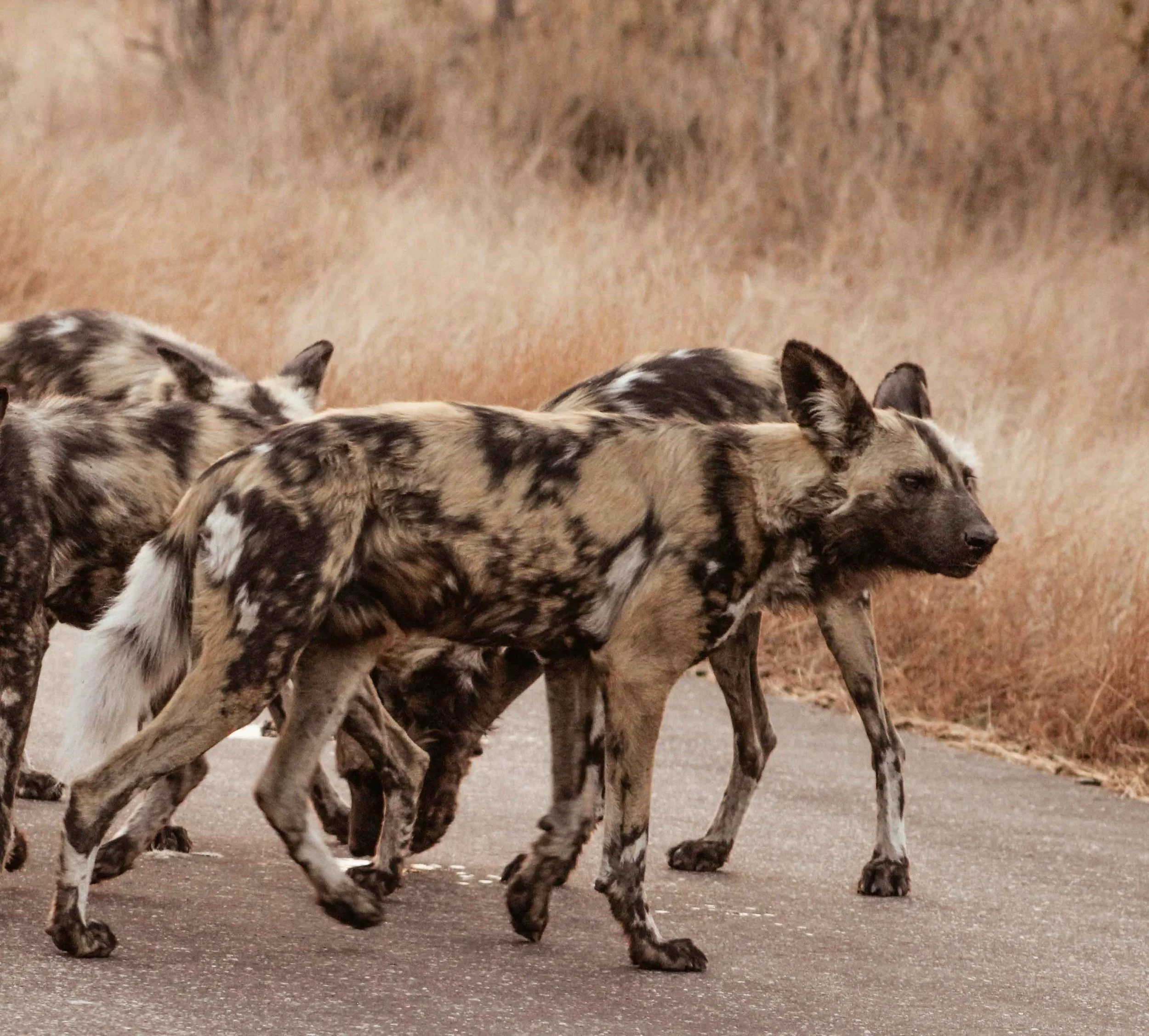 African Wild Dogs