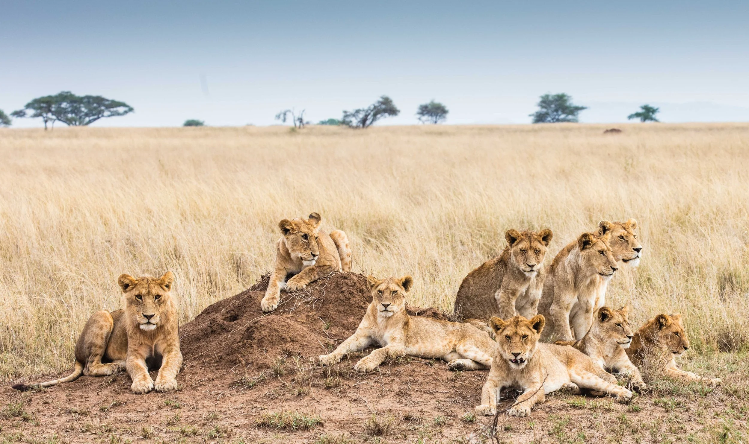 Pride of lions seen on an African safari
