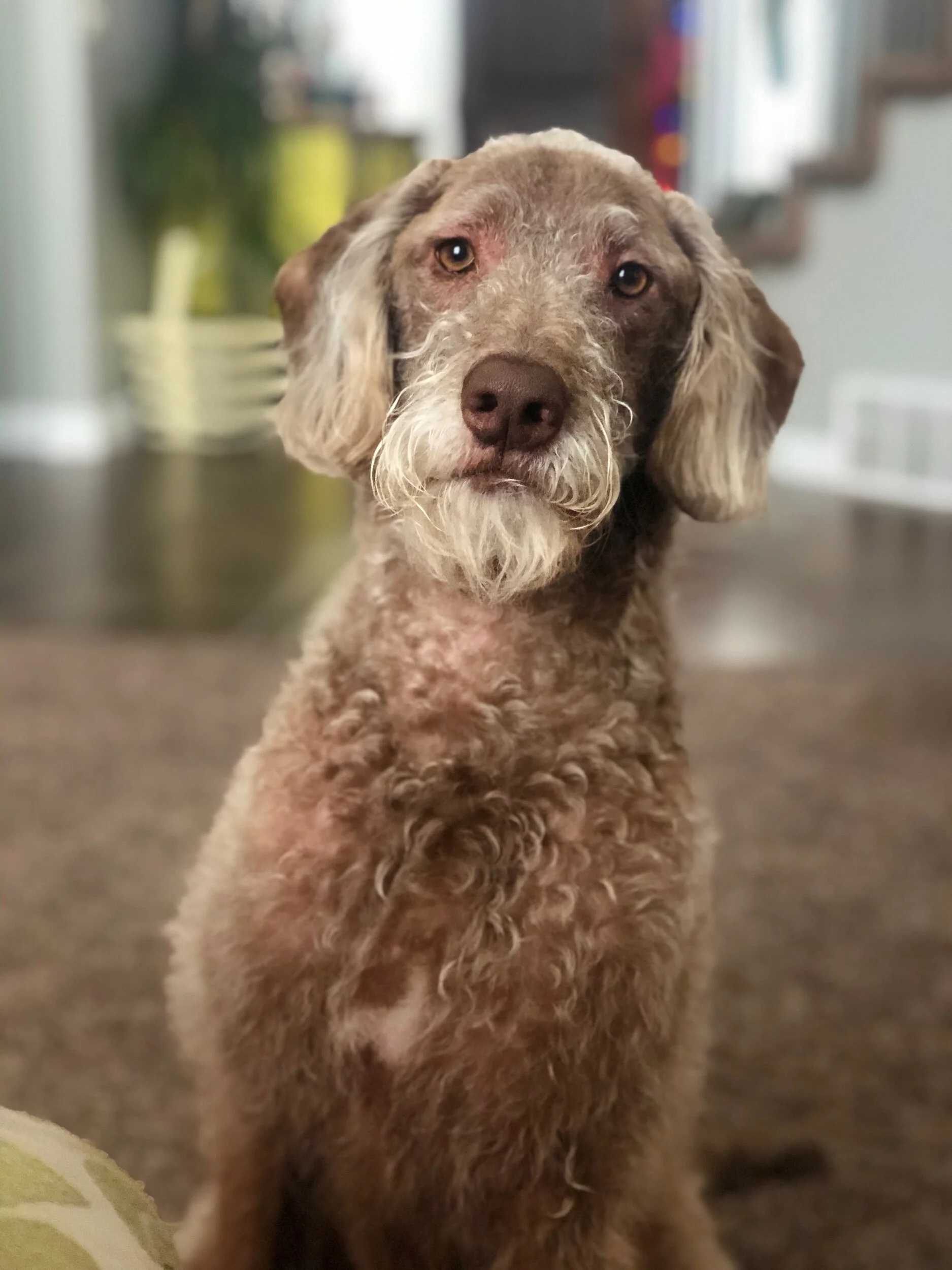 Piper is our 3 year old Labradoodle.