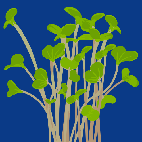 VoB Principles Images_Website (5).png