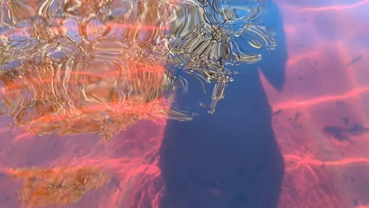 A few explorations of Lake Boomanjin and her red tannin waters ft some words of intrigue found whilst reading the Badtjala - English, English - Badtjala Word List, republished and distributed by Pirri Productions 2019 by Dr. Fiona Foley. 

Red | i. b