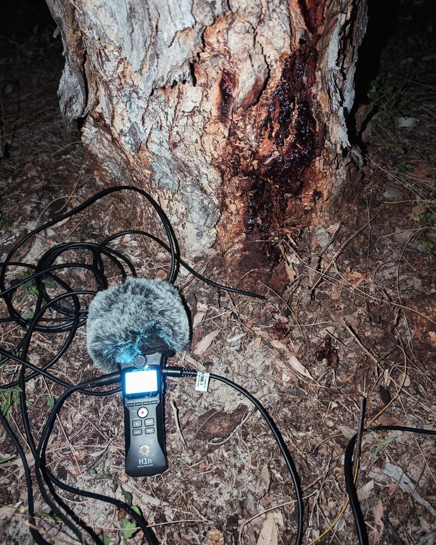 Listening to trees on K'gari, a few months back in July. Not sure if I recorded root sounds or just interference with the mic, either way it was magic. Maybe I'll share the recordings at some point, if I can figure out how to, ha! Hoping for more of 