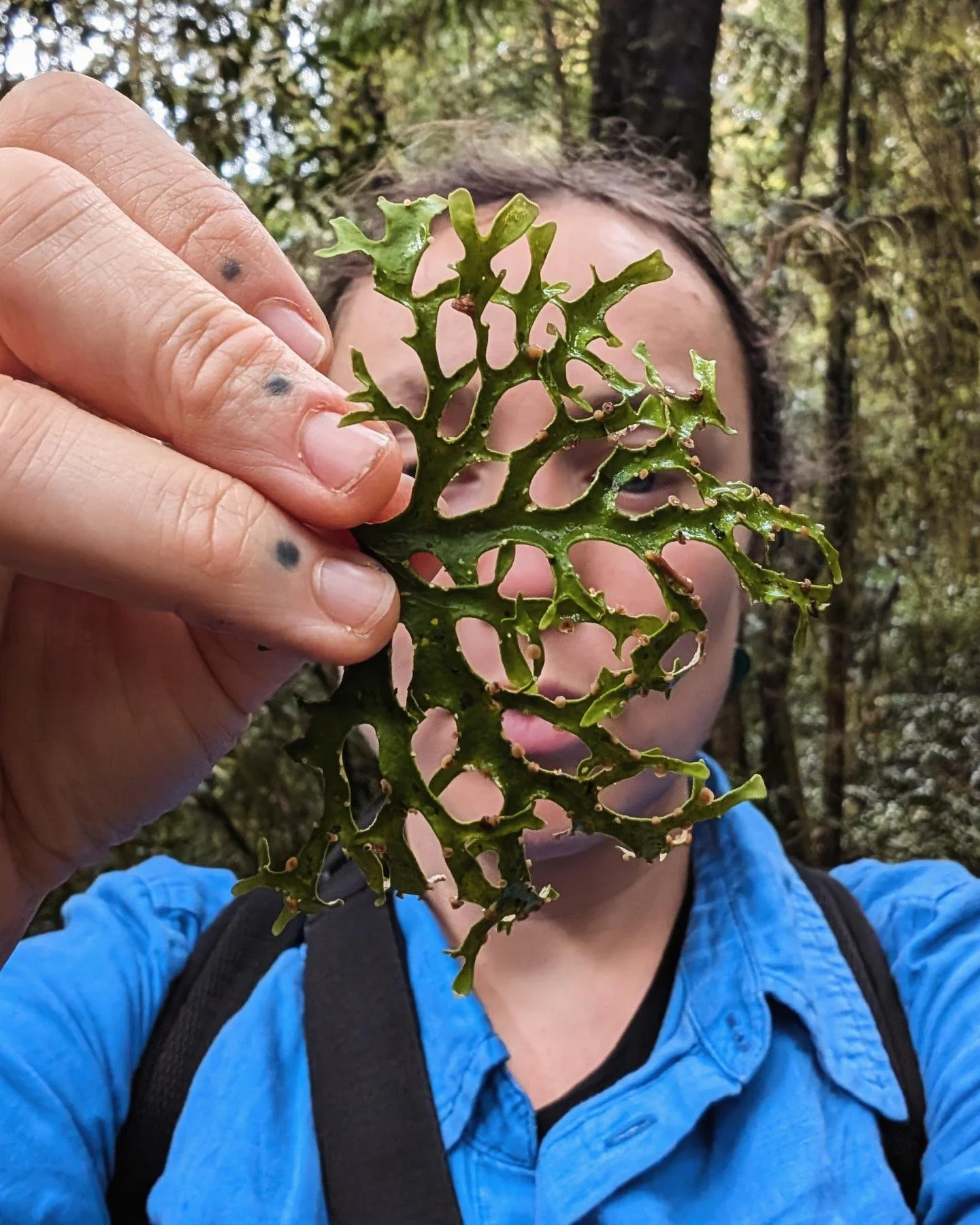 A wee walk on the last full moon, to visit the ancient Antarctic Beech trees found deep in Woonoongoora National Park on Yugambeh Country. Misty green land of leeches, tree spirits, waterfalls and many many birds. 

#woonoongoora #yugambehcountry #an