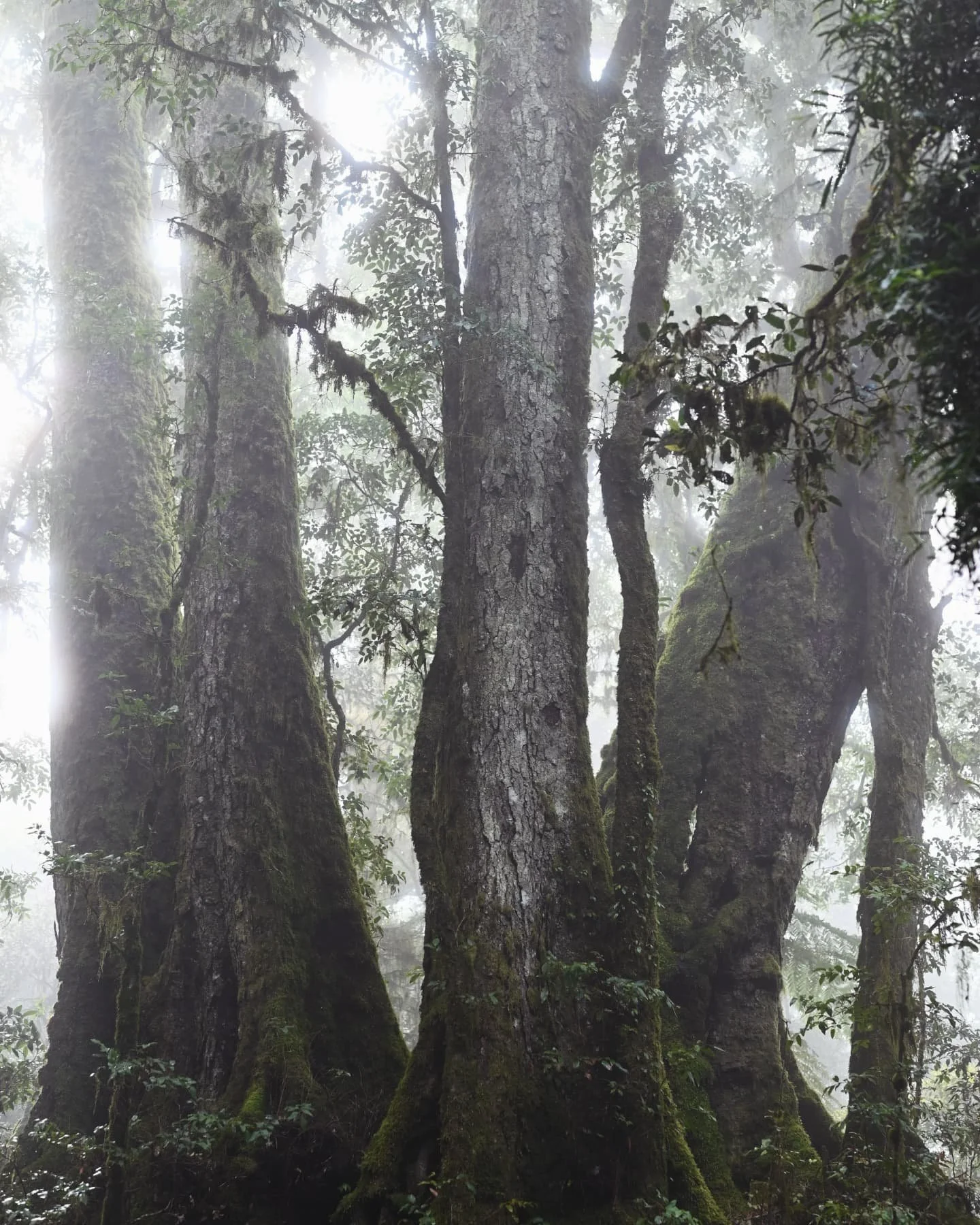 A few more shots from Woonoongoora National Park on Yugambeh Country. 

#woonoongoora #yugambehcountry #antarticbeechtrees #treespirit #protectourforests