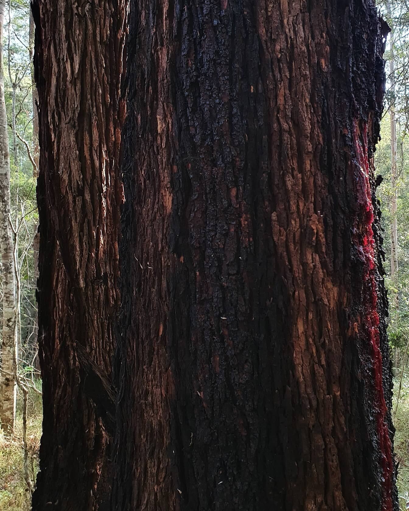 Bleeding Bloodwood Tree, Digital Image. Documentation.