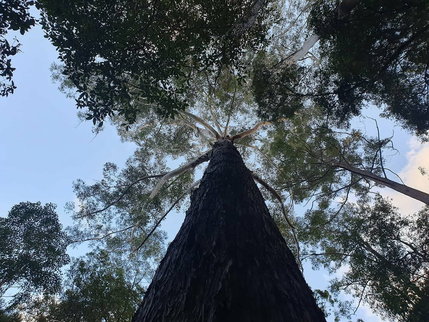 Sentient Being, Digital Image of an old Eucalyptus Pilularis, 2020. Documentation.