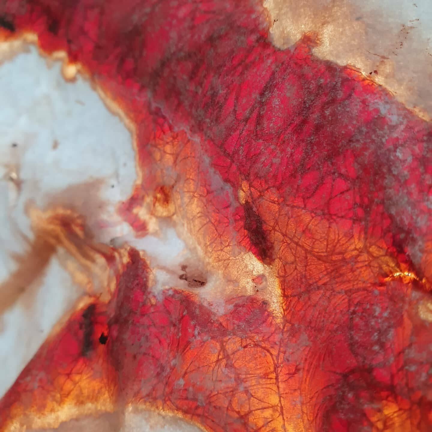Sap Excretion - II, Bloodwood tree sap on paper, left under a bleeding bloodwood tree over night in the rain – the sap exudes. 29.7 x 42cm, 2020.