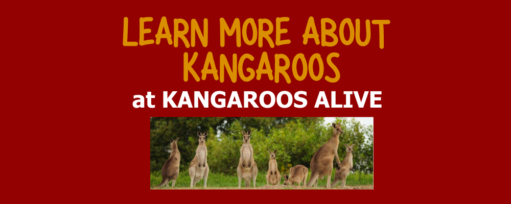 World Kangaroo Day - Kangaroos Alive.png