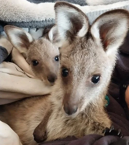 2025 Blue Mountains World Kangaroo Day Children’s event