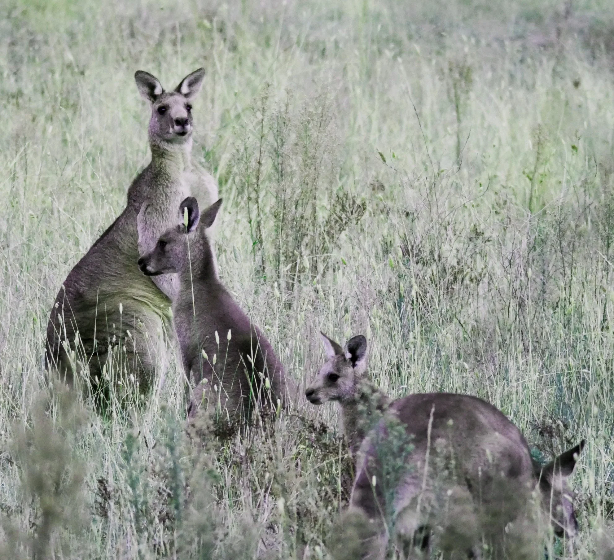 Kangaroo Walk and Talk at Cooleman Ridge