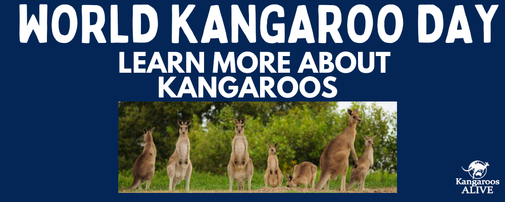 13 learn about kangas.png