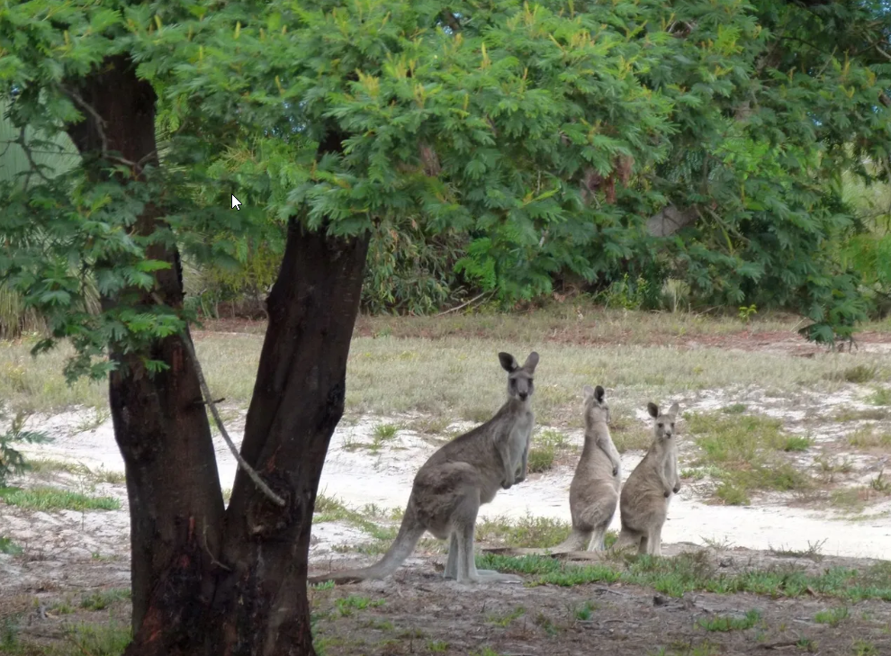 Kangaroo Walk and Talk at Loch sport