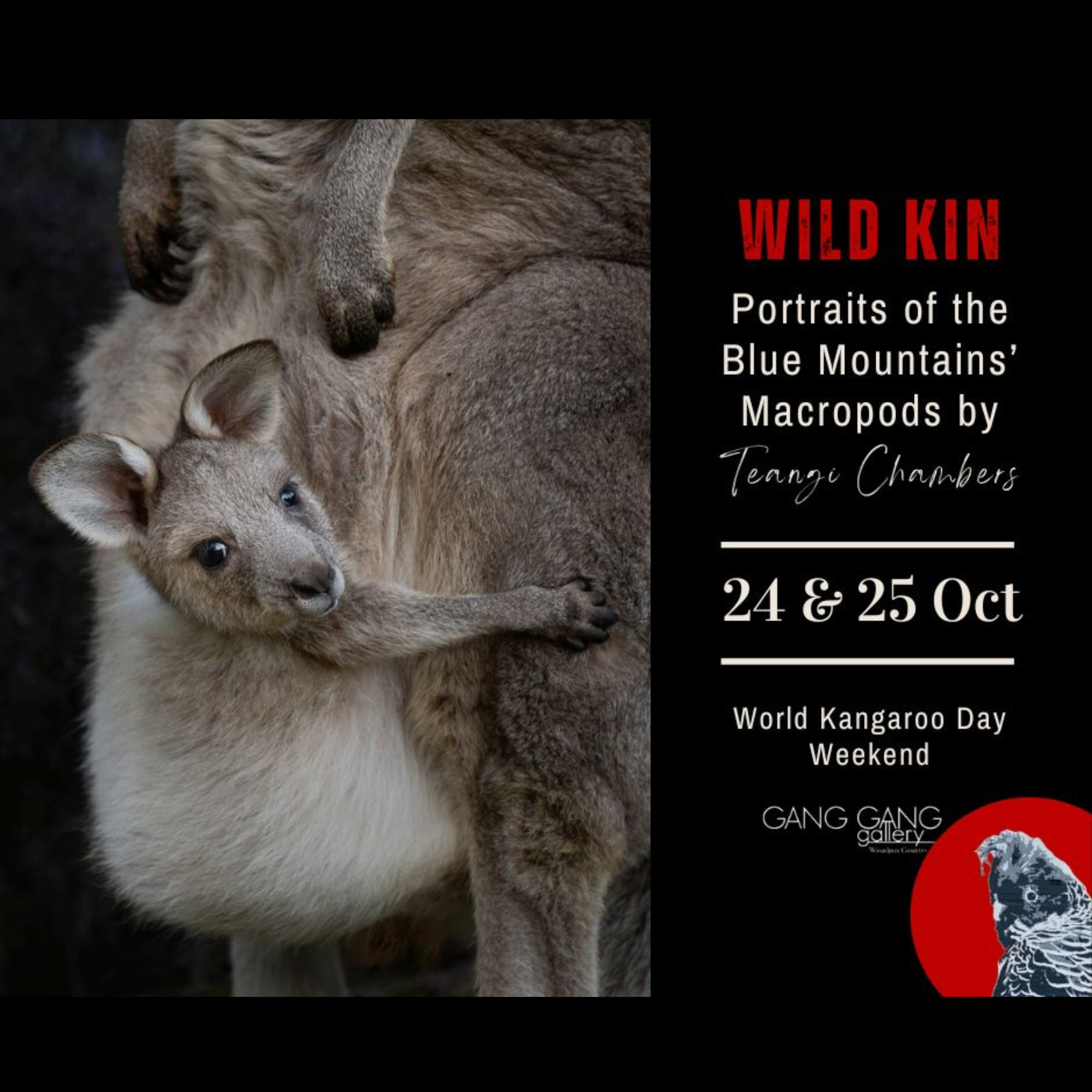 wild kin photography exhibition by renowned macropod photographer teangi chambers