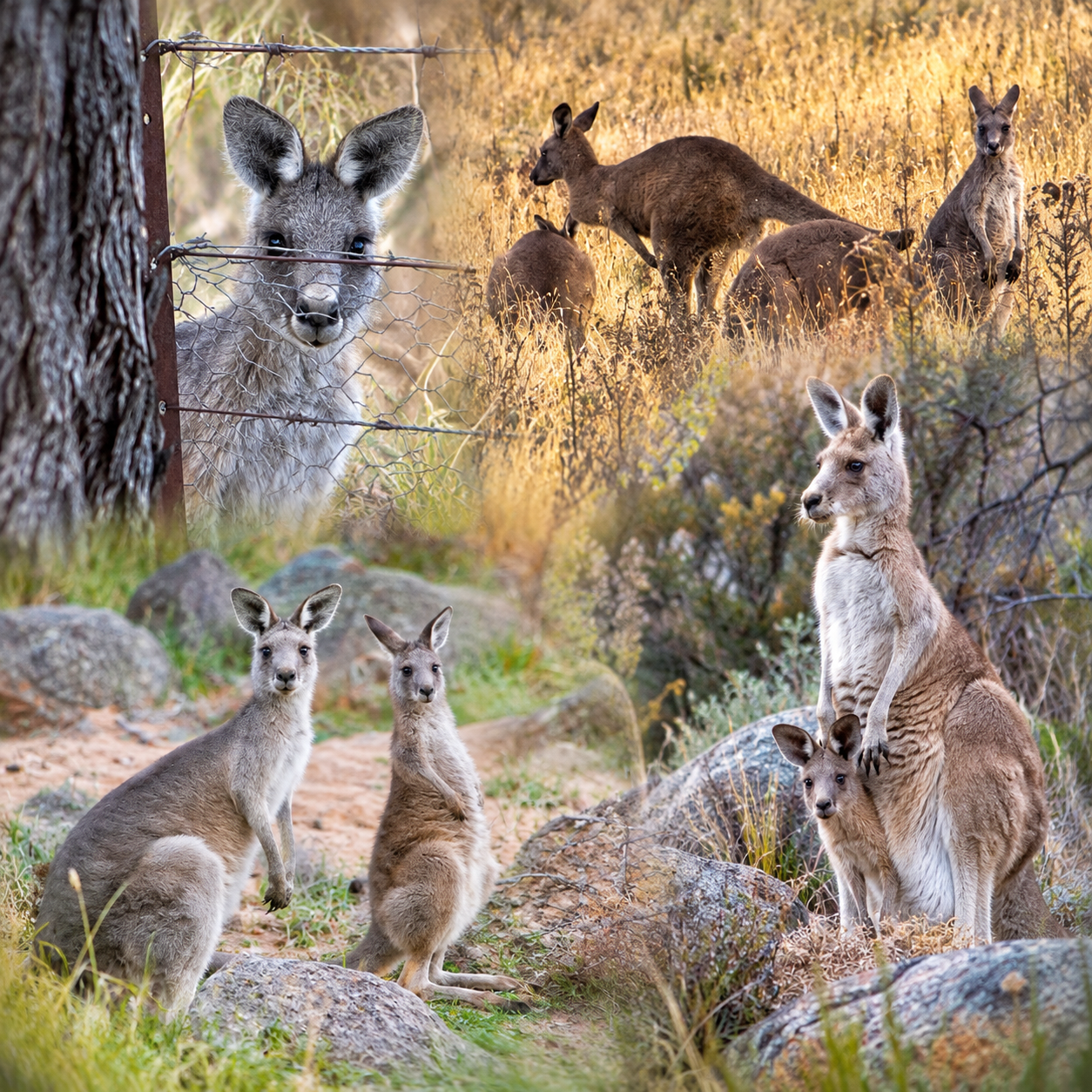 Canberra World Kangaroo Day. REMEMBERING THE FALLEN. HONOURING THEIR LIVES.