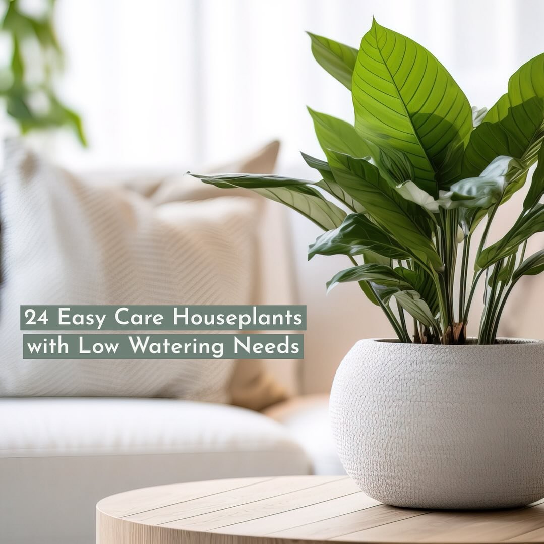 Are you looking to add some greenery to your home and want them to be low-maintenance? Check out the link in my bio to explore houseplants that will add lushness and color to your home without needing much more than an occasional watering.

#homedeco